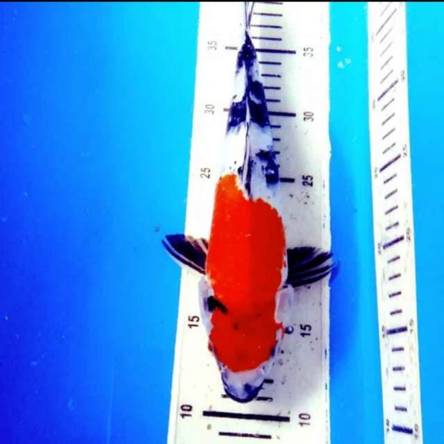 Kindai showa merah 32cm..joss