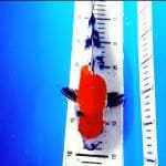 Kindai showa merah 32cm..joss