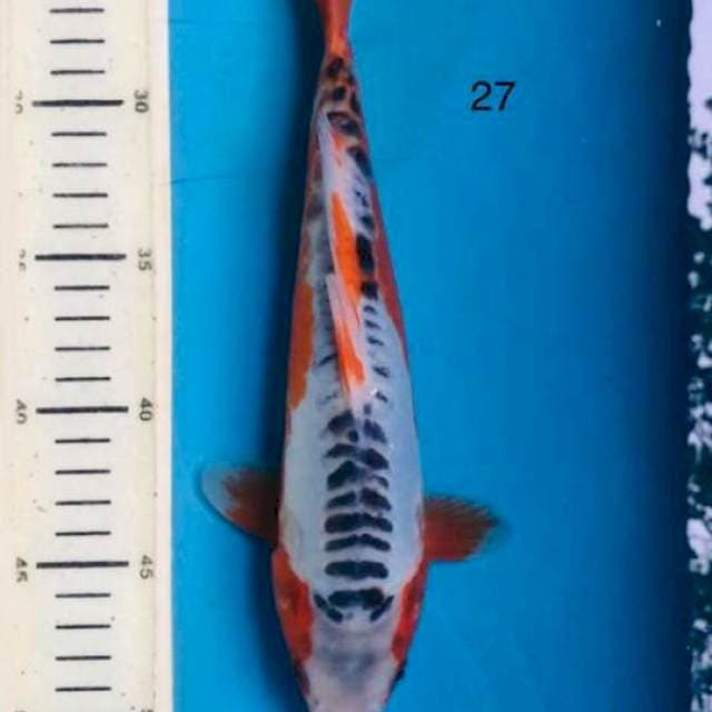Hn shusui,27cm