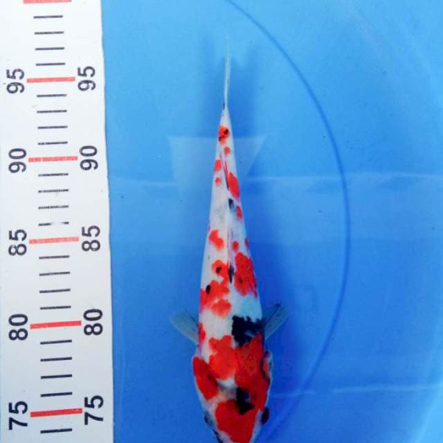 Showa 24cm
