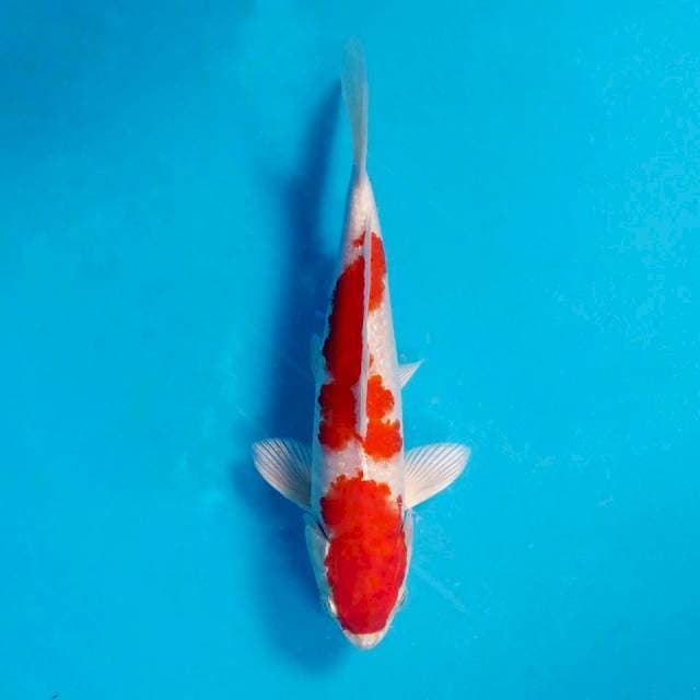 Kohaku hikari 25cm