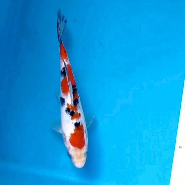 Sanke, 17 cm