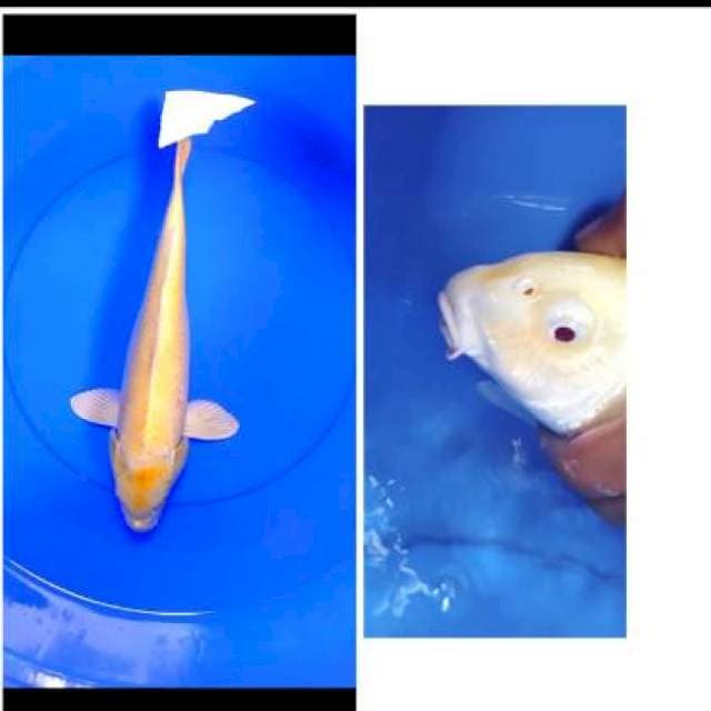 Ogon mata merah 40 cm
