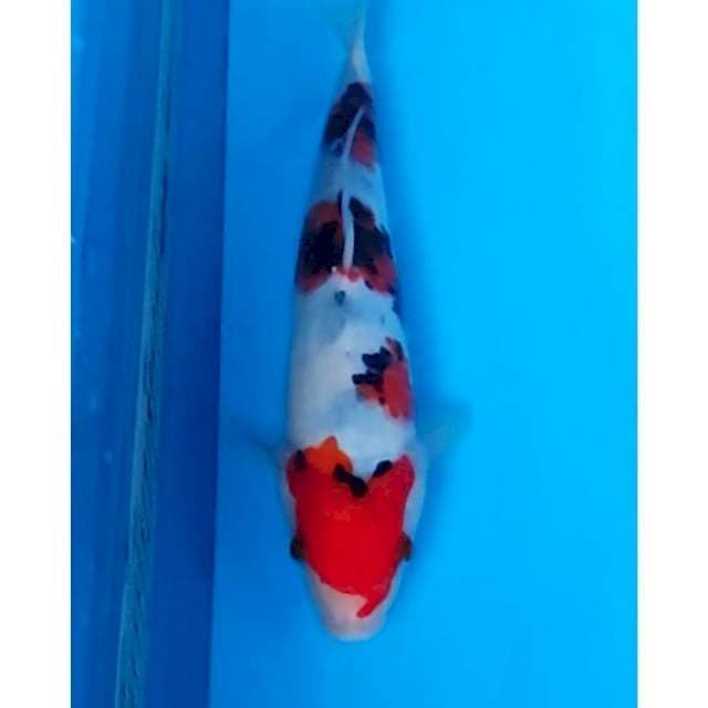 Maruten 3step Sanke Original 26cm (M) 