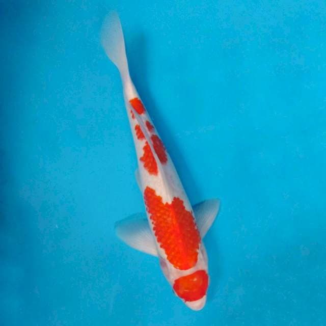 40cm maruten kohaku jantan