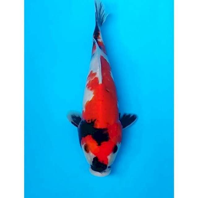 Showa Sanshoku Motogoro Original 25cm (M) 