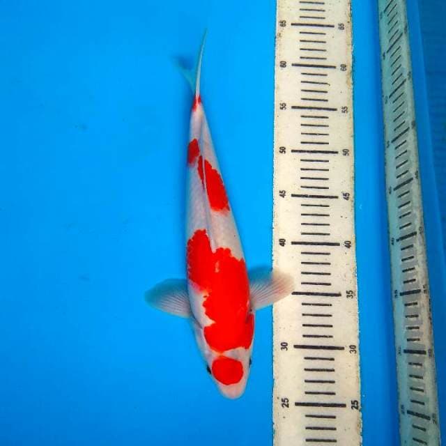 KOHAKU peranakan SHOWA 35cm