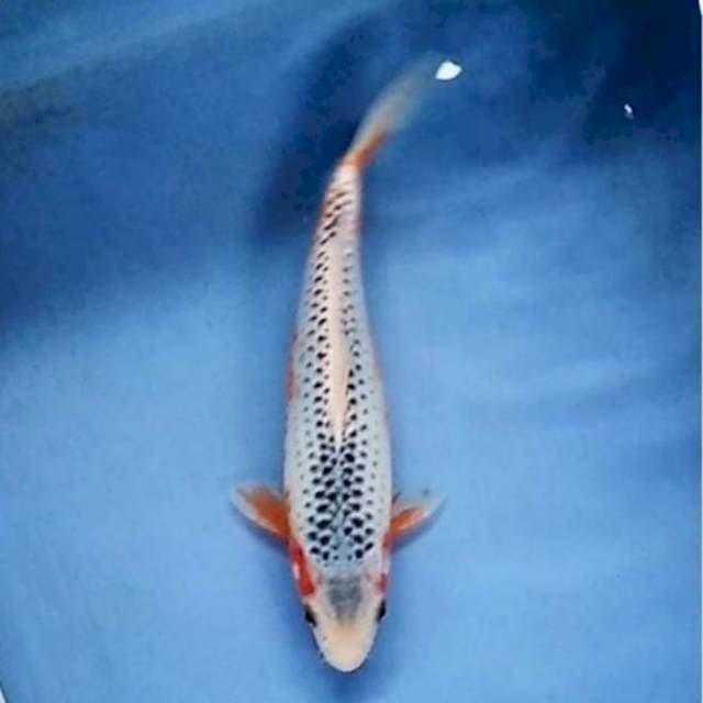 Asagi 30cm Male