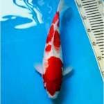 Kohaku Jumbo Tosai, 38cm