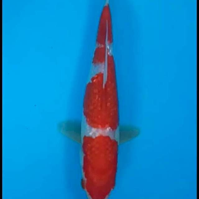 Kohaku ginrin