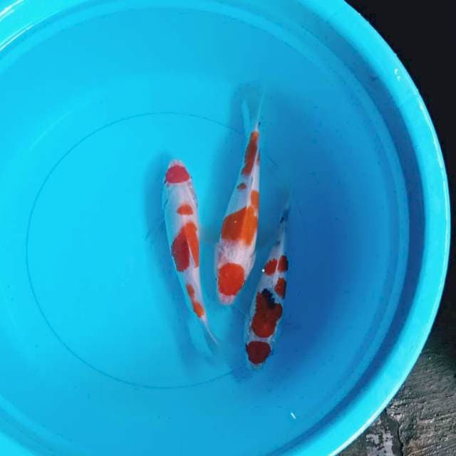 Sanke Kohaku Maruten