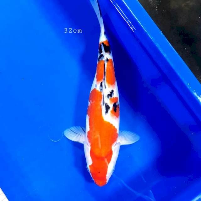 Sanke 32cm