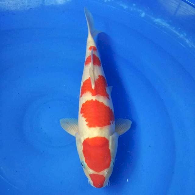 Kohaku 40cm