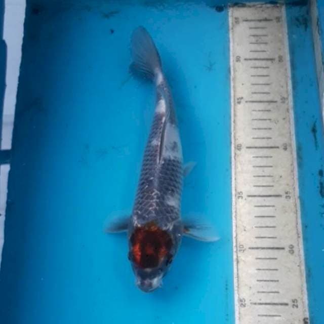 Antik 27 cm