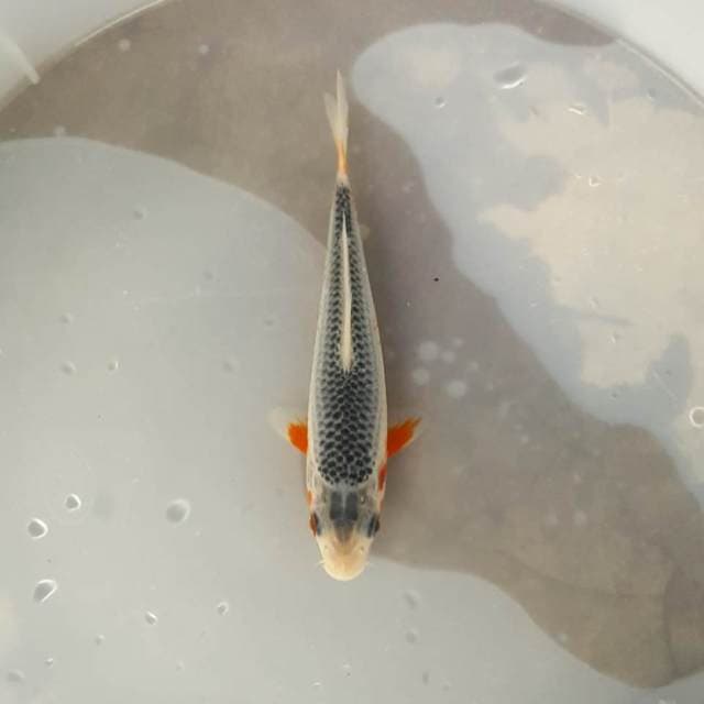 ASAGI MANTAB