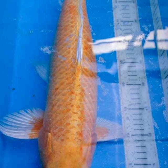 Yamabuki Ogon The Golden Dragon 55 BU F1