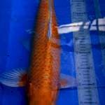 Yamabuki Ogon The Golden Dragon 55 BU F1
