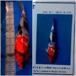 Showa Maruhiro 50BU Serty Male
