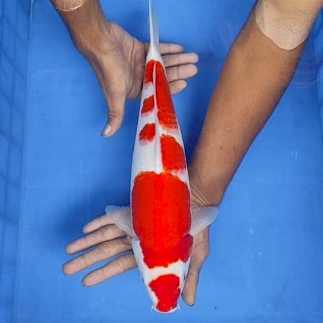 Kohaku 38cm