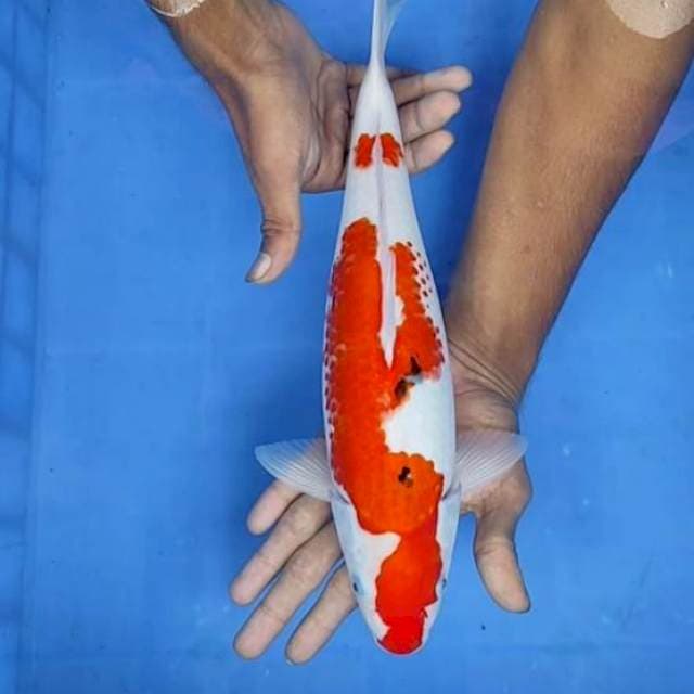 Sanke 35cm