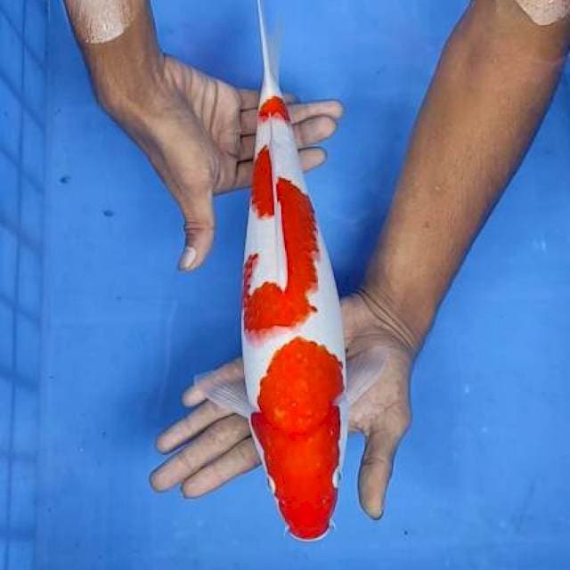 Kohaku 36cm