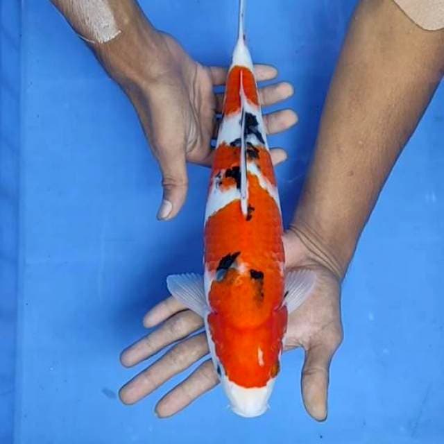Sanke 35cm