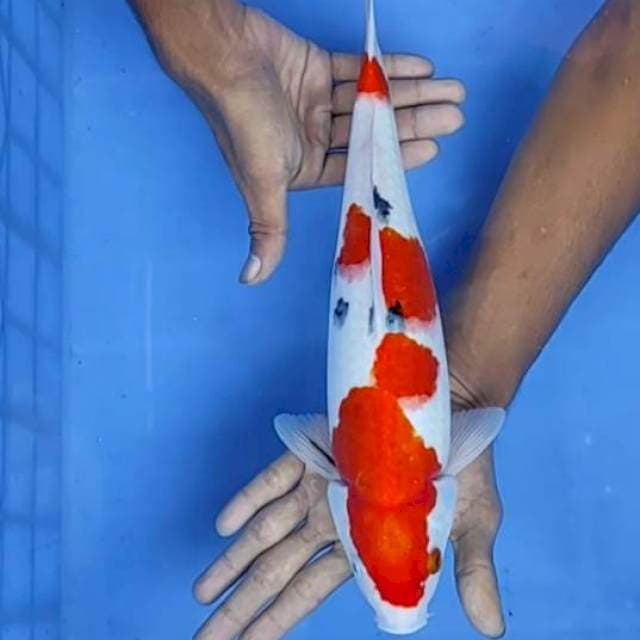 Sanke 35cm
