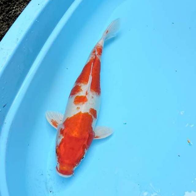 Hariwake 40cm Female