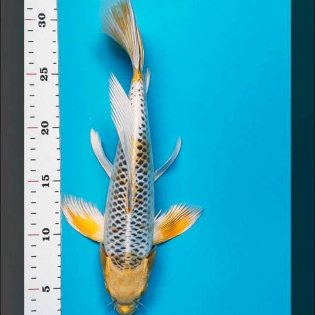 Kumpay hariwake 30cm