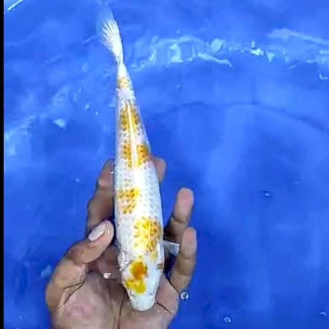 HARIWAKE # 25CM
