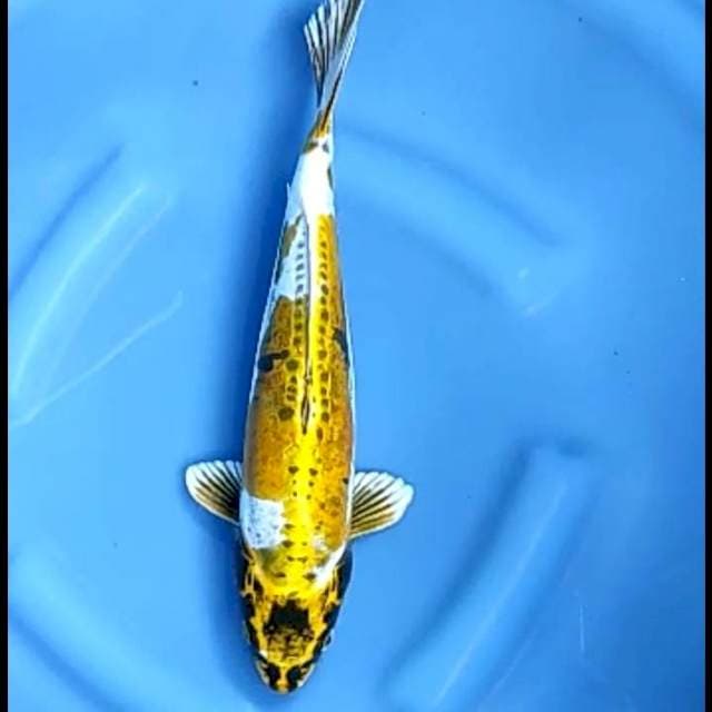KIN KIKO # 35CM
