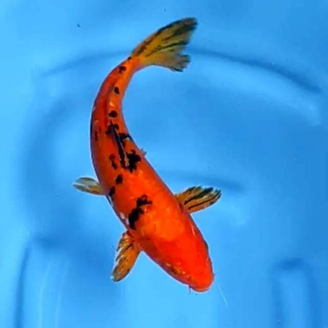 AKA BEKKO # 30CM