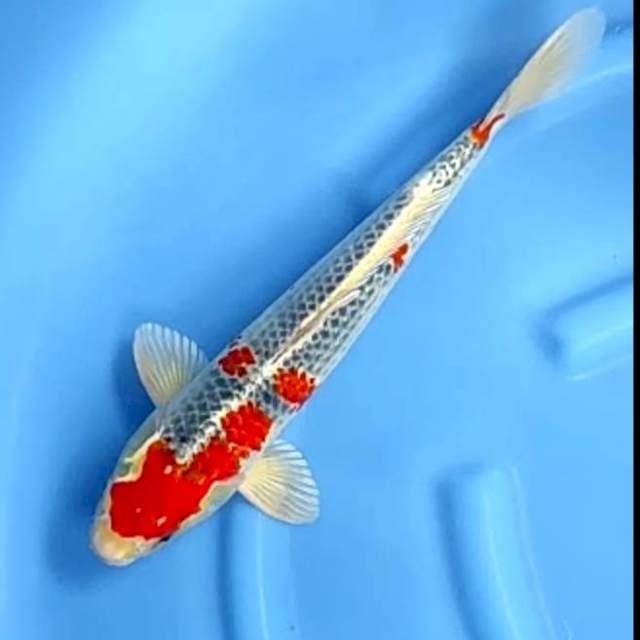 RED KUJAKU # 40CM