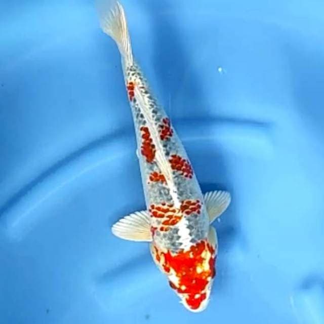 KANOKO KUJAKU # 35CM