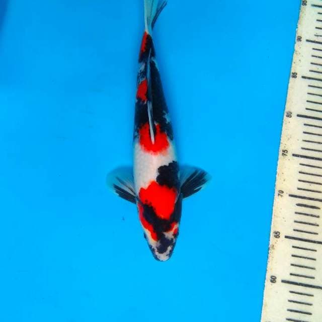Showa 32cm