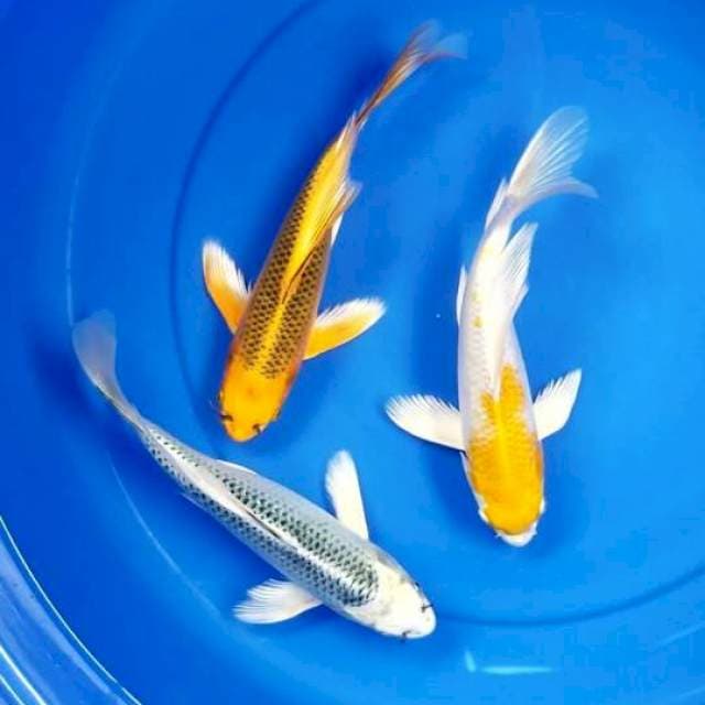 KUMPAY MIX 26-28 CM