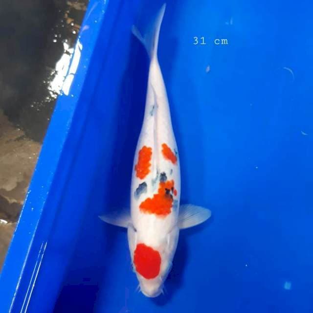 Tancho sanke 31cm