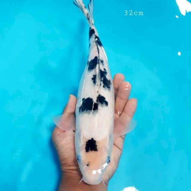Shiro bekko