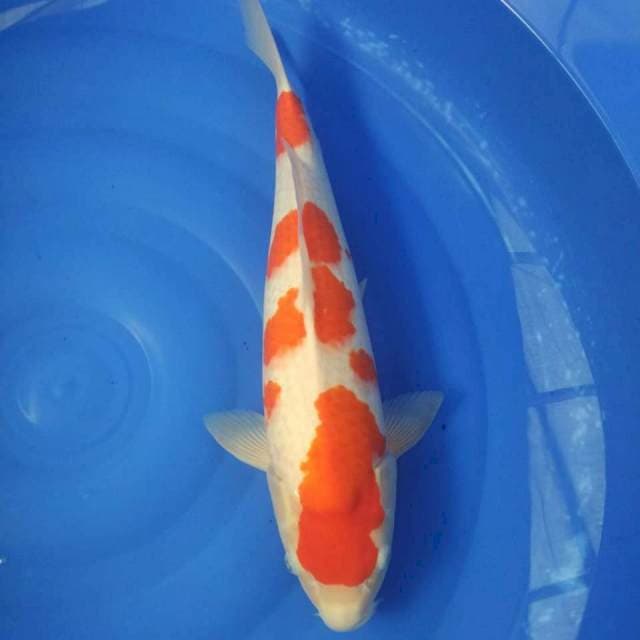 Kohaku 50cm