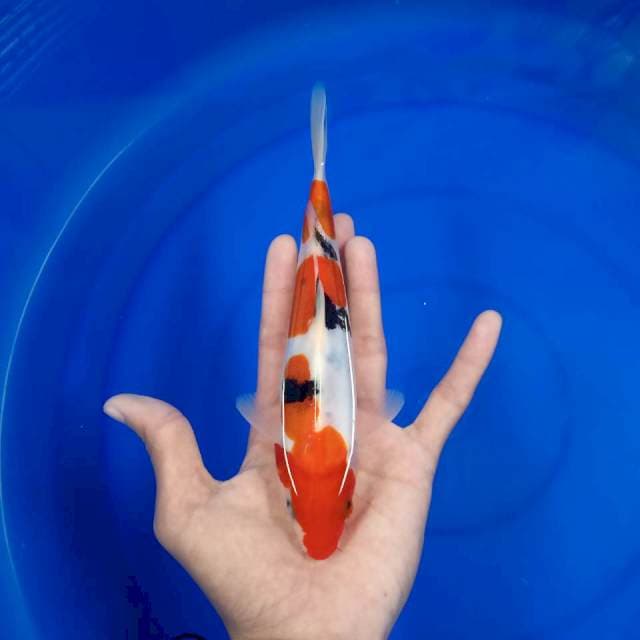 Sanke doits 21 cm