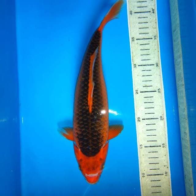 Akamachuba