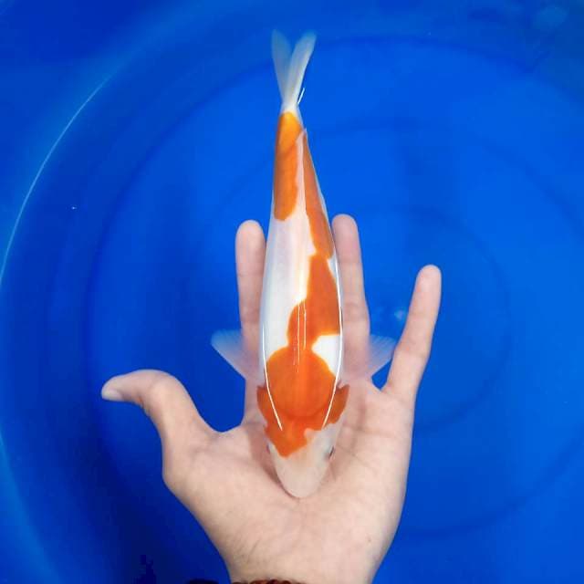 Kohaku doits 24 cm