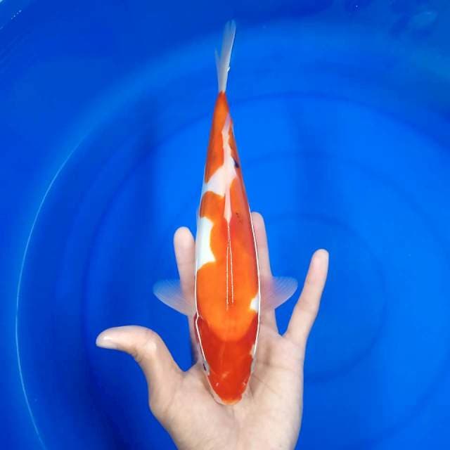 Sanke doits 27 cm