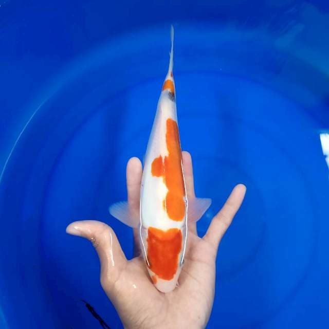 Sanke doits 27 cm