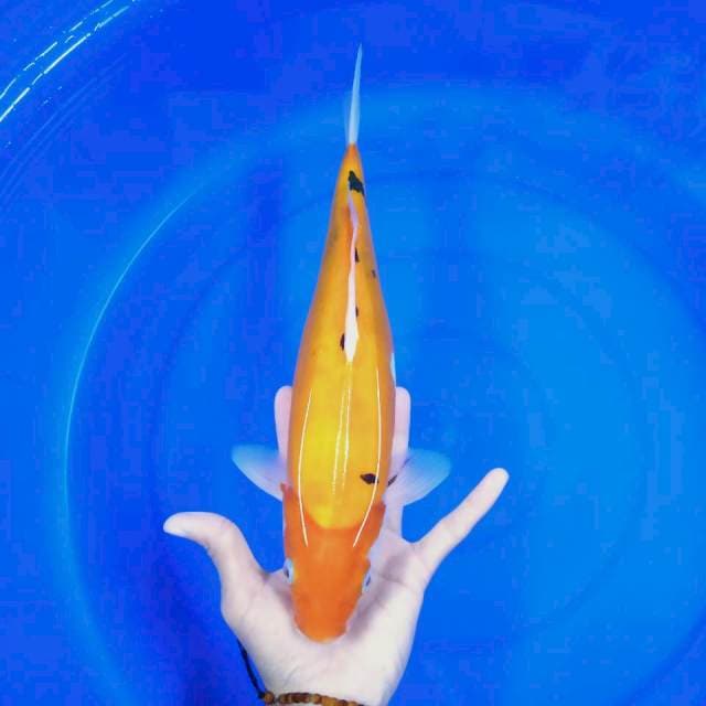 Sanke doits 35 cm