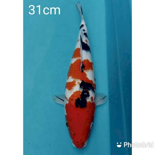 Sanke prospek 31cm