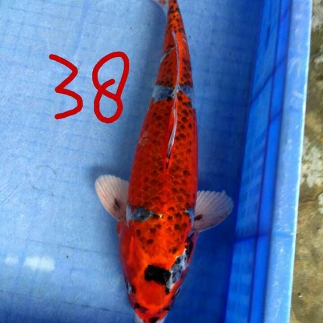 Shiip nyala 38