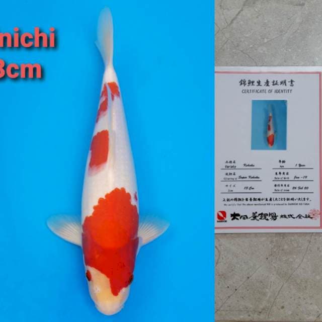 dainichi kohaku 33cm certy