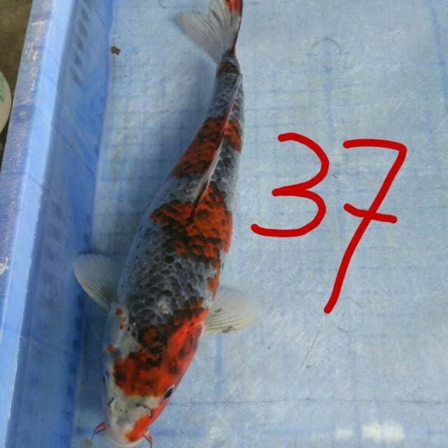 SI KUMIS MERAH 37