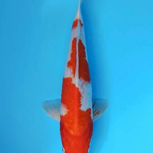 Male kohaku sandan strong 34cm
